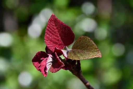アカメガシワの新芽の写真
