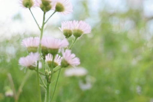 淡いピンクの野の花 淡いピンクの野の花 花,野の花,ハルジオンの写真素材