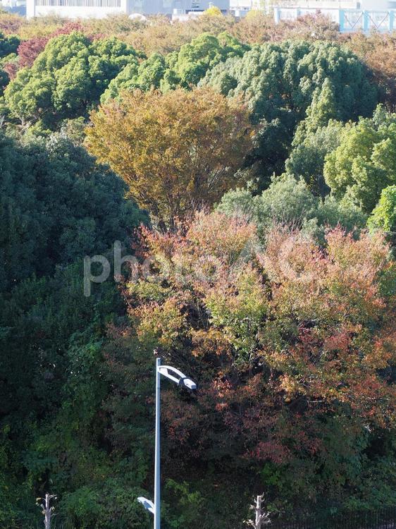 展望スポットからの眺望・立川市・国営昭和記念公園の紅葉 国営昭和記念公園,昭和記念公園,立川市の写真素材