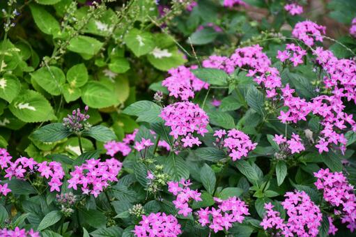 ピンクの花 花,植物,風景の写真素材