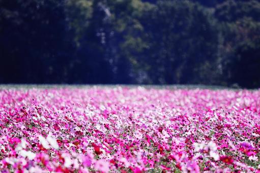 森の中の満開のコスモスの花 森の中の満開のコスモスの花の写真