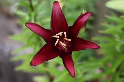 ダークレッドのシックなユリ ユリ,ダークレッド,シックの写真素材