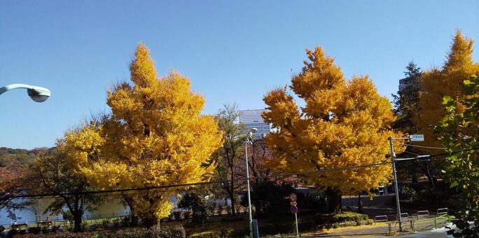 不忍通り沿い黄金色の大銀杏（霜月　上野） 秋,晴れ,街灯の写真素材