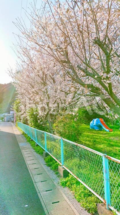公園の桜 桜,風景,公園の写真素材