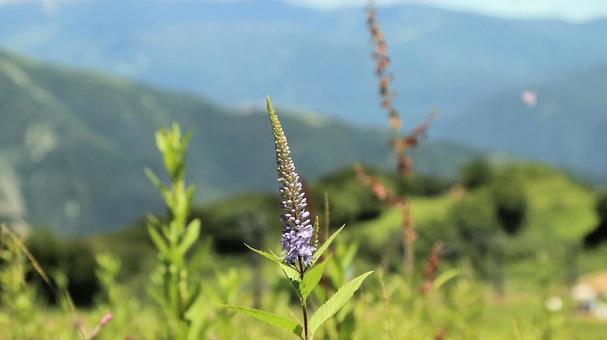 白馬五竜高山植物園 ヤマルリトラノオ 白馬五竜高山植物園 ヤマルリトラノオの写真