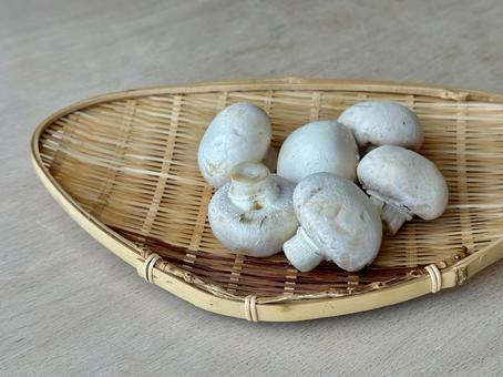 きのこ｜マッシュルーム マッシュルーム,ホワイトマッシュルーム,キノコの写真素材