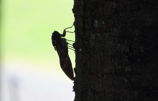 アブラゼミのシルエット アブラゼミ,セミ,シルエットの写真素材