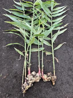 市民農園の秋のしょうがの収穫 しょうが,生姜,秋の写真素材