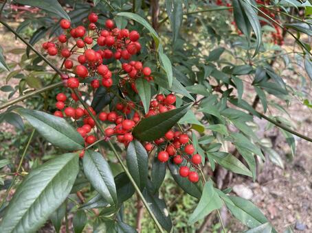 南天 南天,ナンテン,赤い実の写真素材