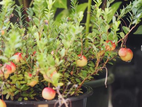 果樹 クランベリーの可愛い実② 果樹 クランベリーの可愛い実② フルーツ,クランベリー,オオミノツルコケモモの写真素材