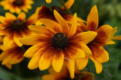 Photo, rudupekia, song liju, summer flowers, 