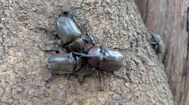 カブトムシの食事 カブトムシの食事の写真