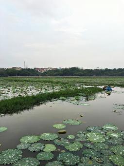 lotus, JPG