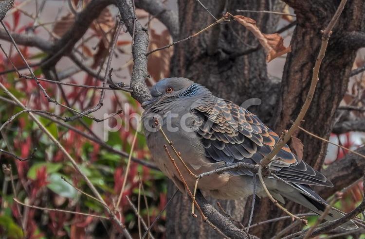 木の上で丸まっているキジバト カラフル,キジバト,ハトの写真素材