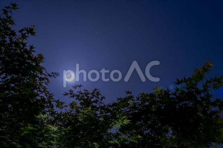 春の満月ともみじ 環境,満月,夜空の写真素材