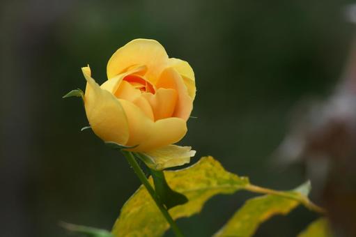 黄色いローズ 黄色いローズ 花,バラ,植物の写真素材