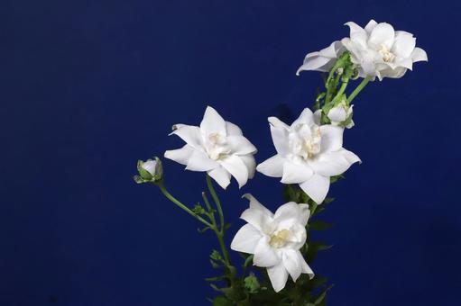 白いキキョウの花 白いキキョウの花 植物,花,ききょうの写真素材