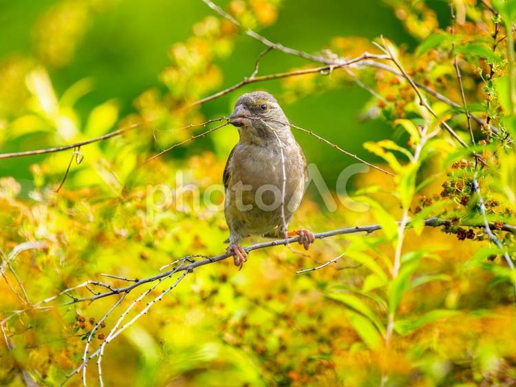 枝にとまるカワラヒワ カワラヒワ,野鳥,鳥の写真素材
