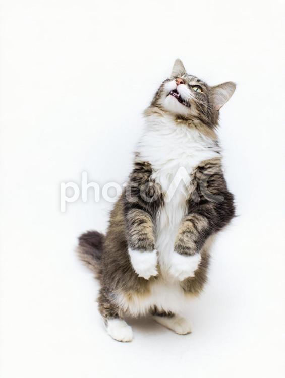 白背景と立ち上がる猫 ねこ,生き物,動物の写真素材