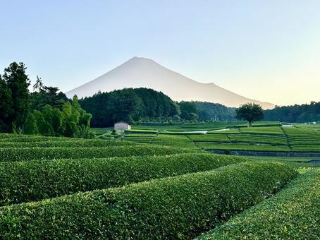 茶畑から見る夏の富士山 茶畑から見る夏の富士山 富士山,茶畑,お茶の写真素材