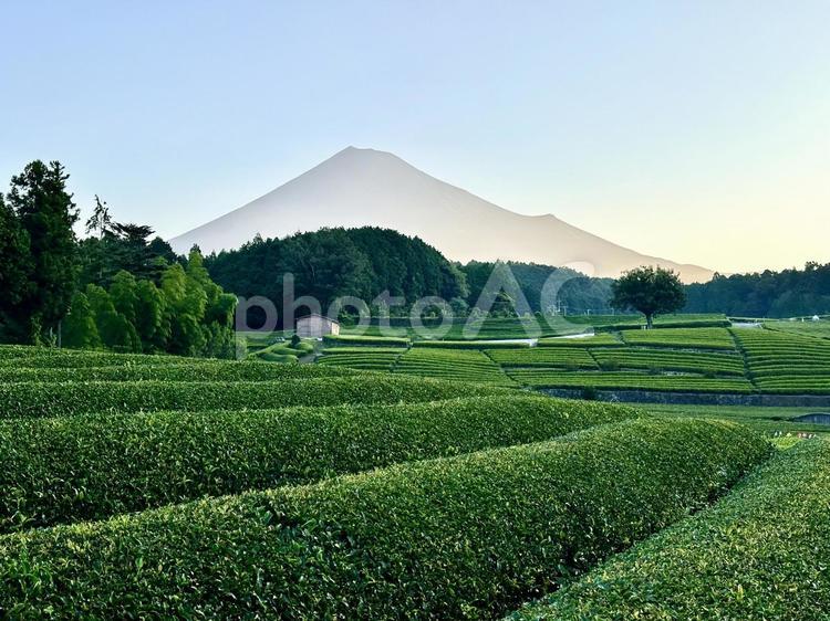 茶畑から見る夏の富士山 富士山,茶畑,お茶の写真素材