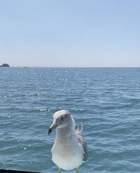 一羽のカモメ パート1 一羽のカモメ パート1 カモメ,海,空の写真素材