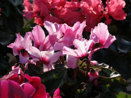シクラメン Cyclamen シクラメン Cyclamen シクラメン,マクロ,花形多彩の写真素材