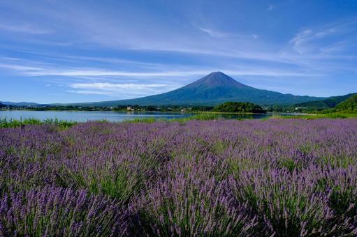 気象条件が揃ったラベンダーと富士 気象条件が揃ったラベンダーと富士の写真