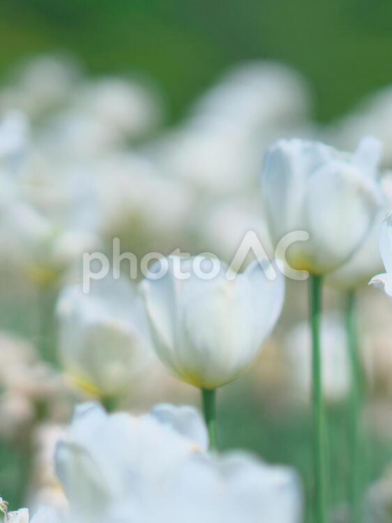 滝野すずらん丘陵公園のチューリップ畑 チューリップ,滝野すずらん,観光名所の写真素材
