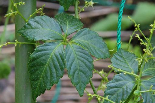 アマチャヅル アマチャヅル,甘茶蔓,アマクサの写真素材