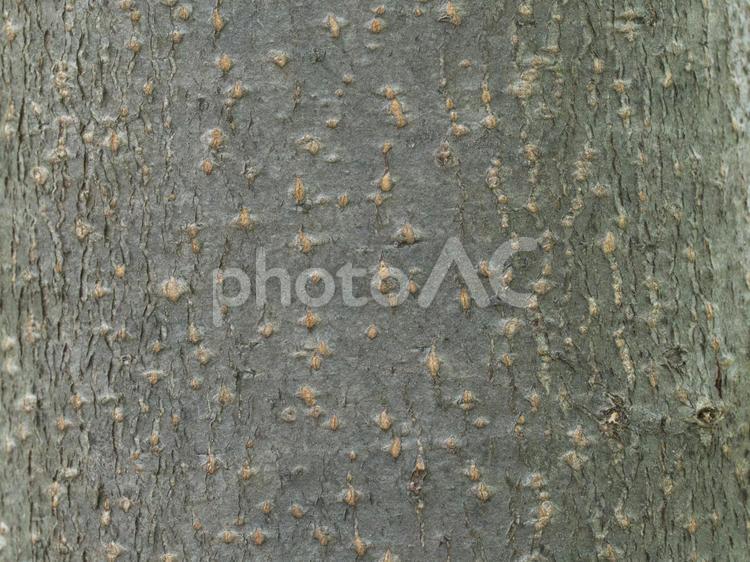 エゾノウワミズザクラ 樹皮,木の肌,蝦夷上溝桜の写真素材
