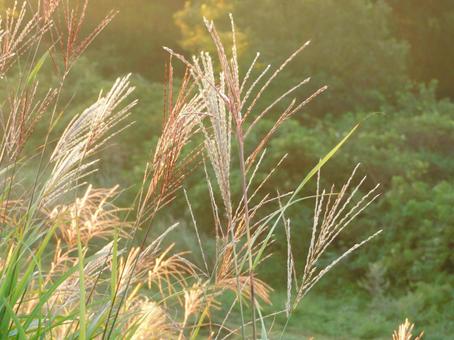 すすき すすきの写真