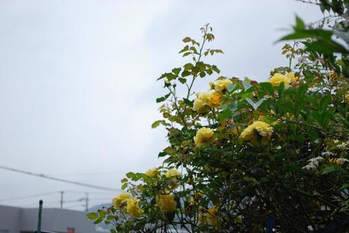 ミニバラ?? ミニバラ??の写真