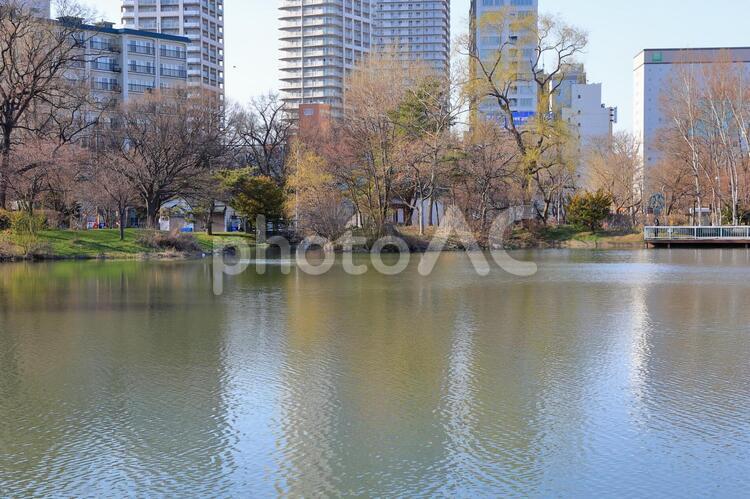 中島公園の池(背景に高層マンション) 中島公園,池,公園の写真素材