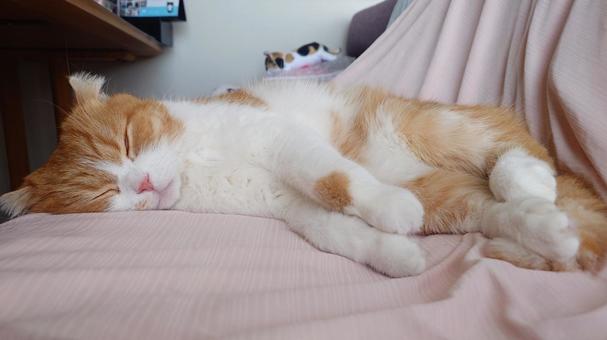 よく眠る猫 よく眠る猫の写真