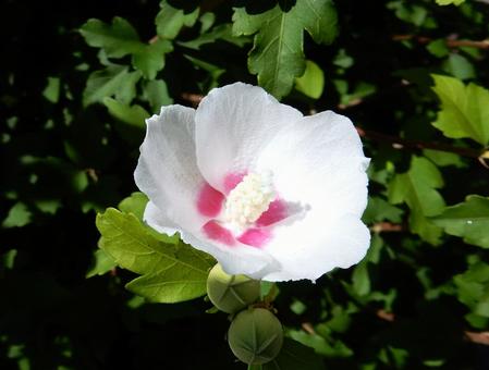 [Flower photo] White Rose of Sharon, JPG