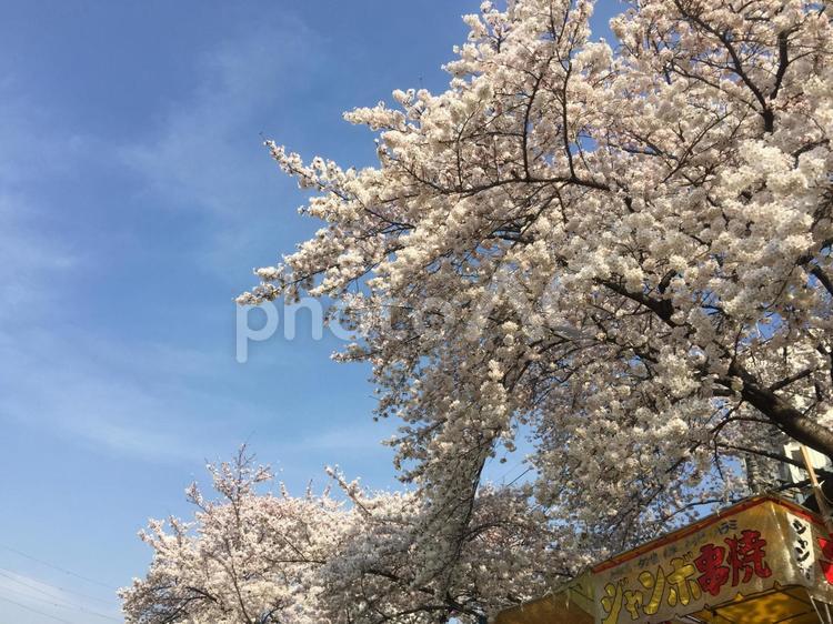 桜とお祭りの屋台 桜,お花見,桜祭りの写真素材