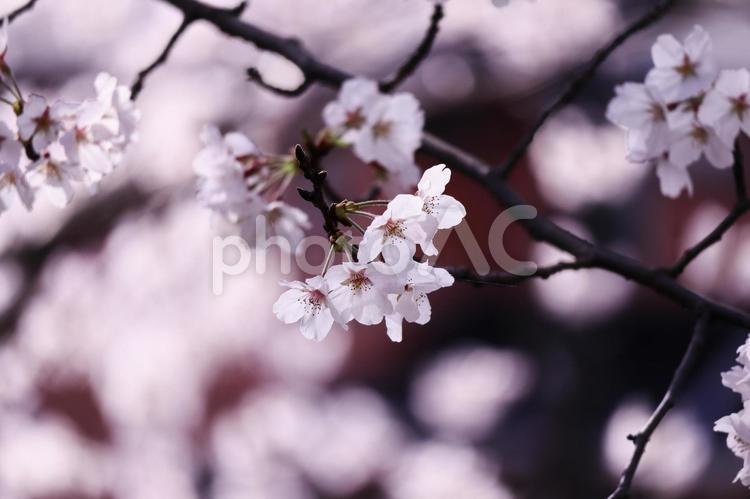 満開の美しい桜の花 花,桜,春の写真素材