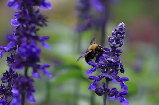 クマバチ クマバチ,蜂,昆虫の写真素材