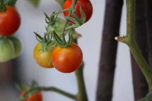 赤いプチトマトのアップの風景の写真