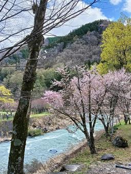 桜 桜の写真
