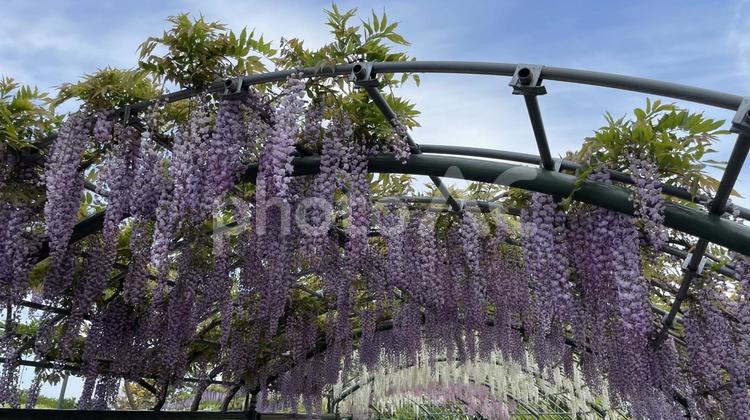 はままつフラワーパークの紫のフジ はままつフラワーパーク,フジ,花壇の写真素材