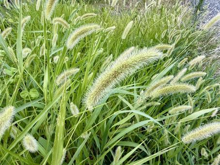 ネコジャラシ ネコジャラシ ネコジャラシ,雑草,草の写真素材