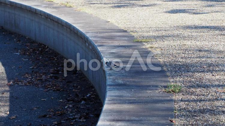 公園で出会ったかわいい小鳥 小鳥,鳥,公園の写真素材