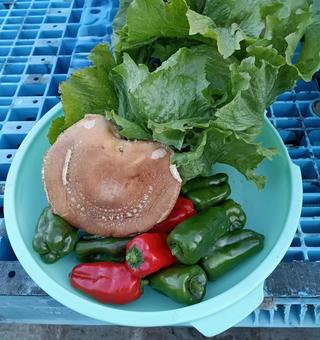 我が家の野菜＆しいたけ 食べ物,家庭菜園,野菜の写真素材