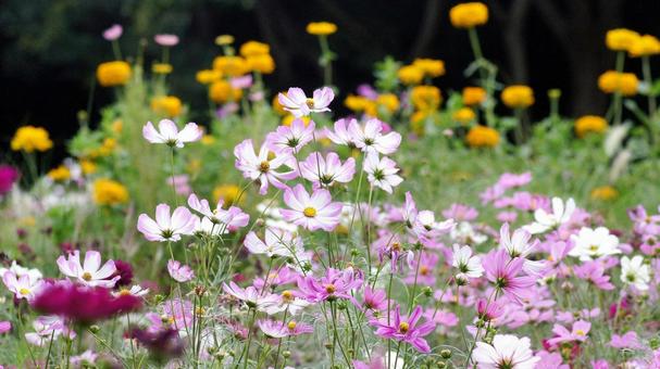 コスモス-244 コスモス,赤紫色,ピンクの写真素材