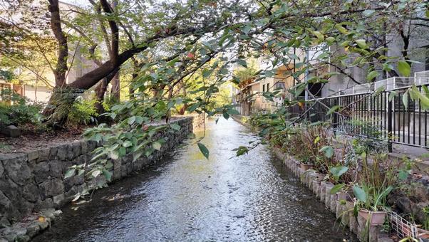 京都 川の写真