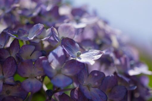 あじさいの写真