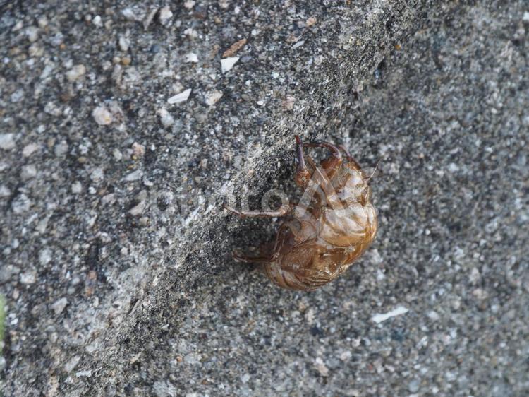 セミの抜け殻 セミ,せみ,抜け殻の写真素材