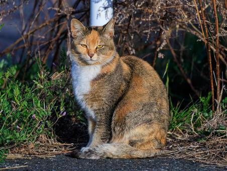 This is a dignified stray cat I came across at a seaside park., cat, stray cat, regional cat, JPG